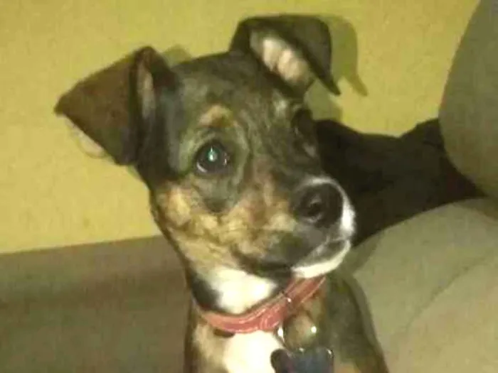 Cachorro ra a vira lata idade 2 a 6 meses nome Capitu