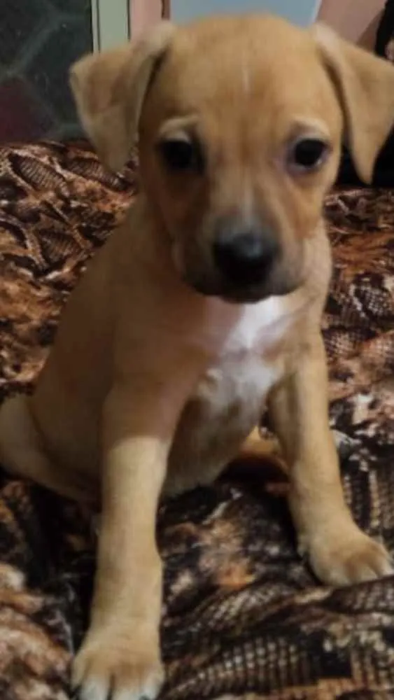 Cachorro raça Pitbull não puras idade Abaixo de 2 meses nome Pits