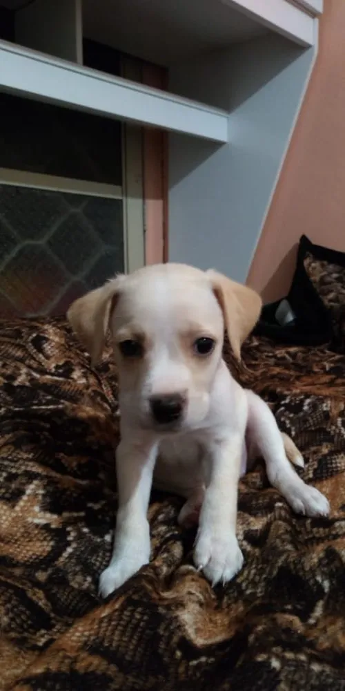 Cachorro raça Pitbull não puras idade Abaixo de 2 meses nome Pits