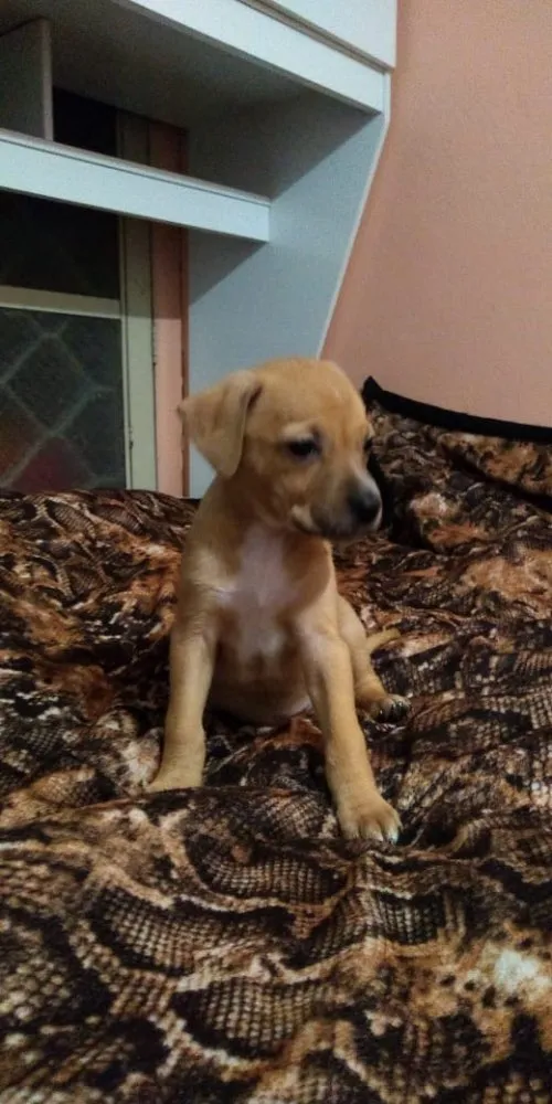 Cachorro raça Pitbull não puras idade Abaixo de 2 meses nome Pits