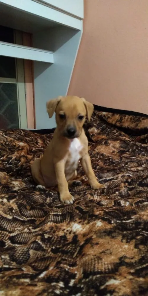 Cachorro raça Pitbull não puras idade Abaixo de 2 meses nome Pits