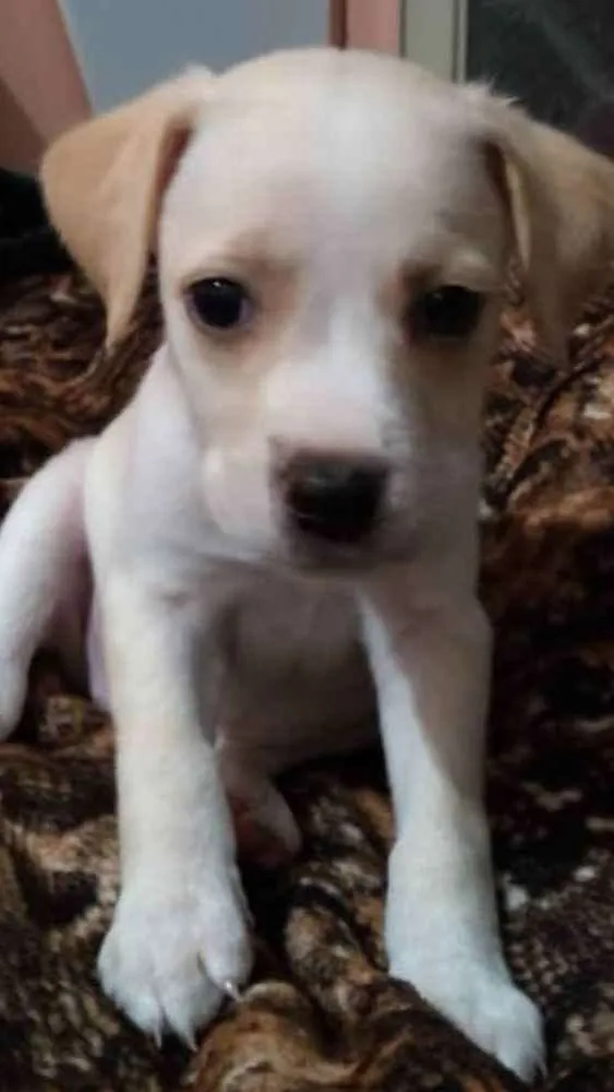 Cachorro raça Pitbull não puros  idade Abaixo de 2 meses nome Pits