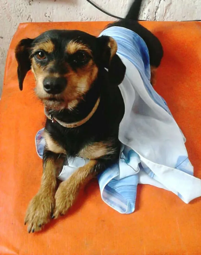 Cachorro ra a  idade 1 ano nome Cristal