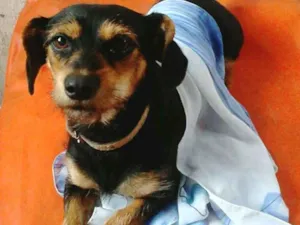 Cachorro raça  idade 1 ano nome Cristal
