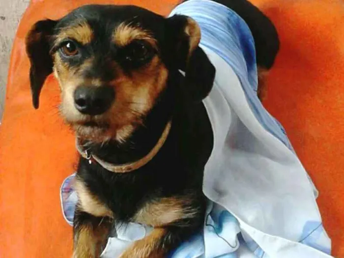 Cachorro ra a  idade 1 ano nome Cristal