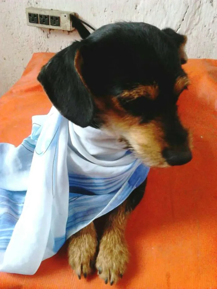 Cachorro ra a  idade 1 ano nome Cristal