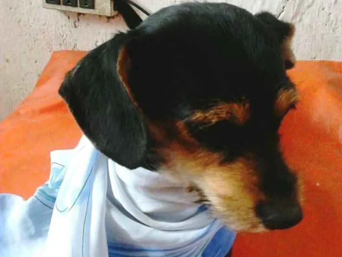 Cachorro ra a  idade 1 ano nome Cristal