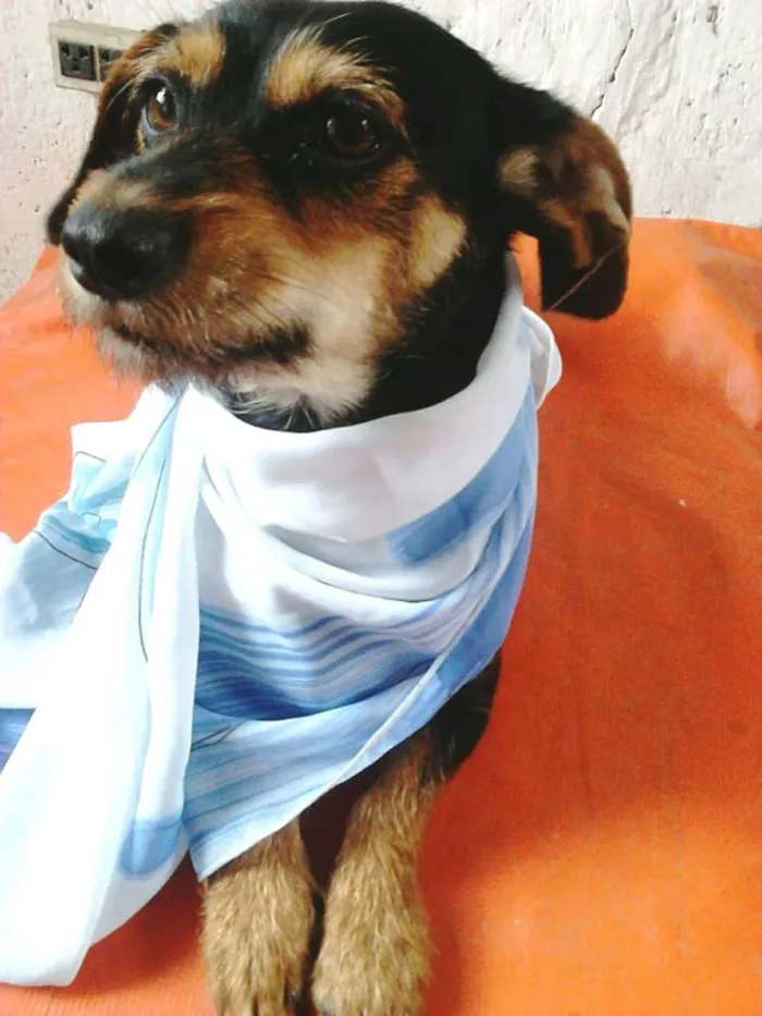 Cachorro ra a  idade 1 ano nome Cristal