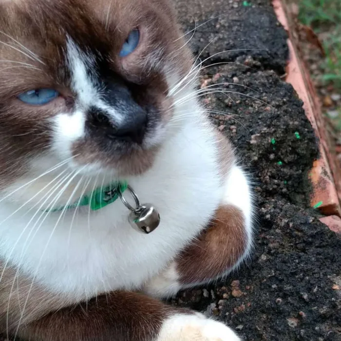 Gato raça Siamês idade 3 anos nome Billy
