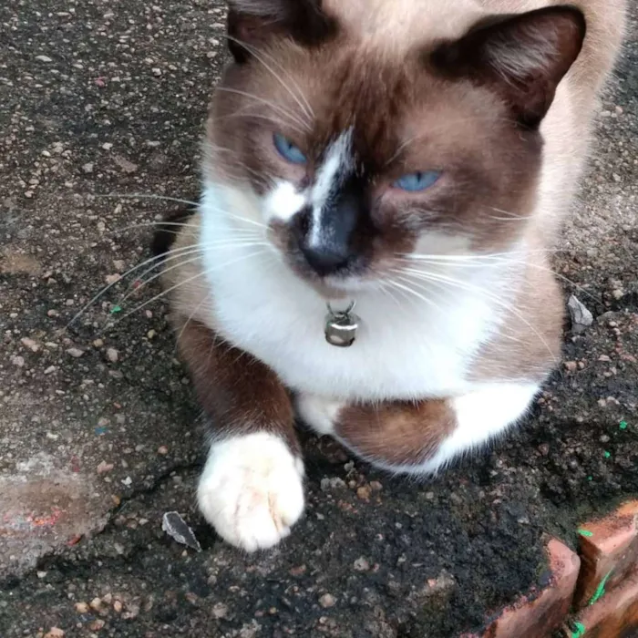 Gato raça Siamês idade 3 anos nome Billy