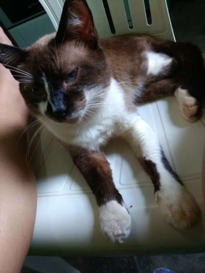 Gato raça Siamês idade 3 anos nome Billy