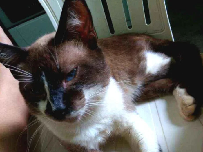 Gato raça Siamês idade 3 anos nome Billy
