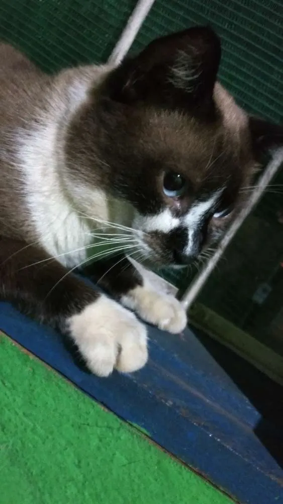 Gato raça Siamês idade 3 anos nome Billy