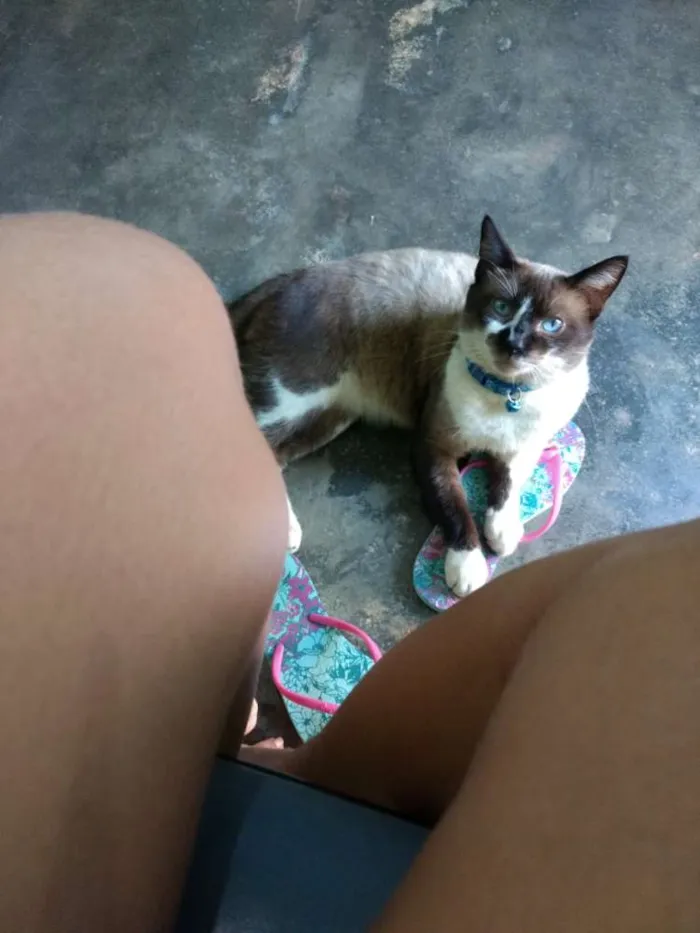 Gato raça Siamês idade 3 anos nome Billy