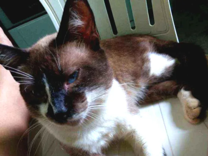 Gato raça Siamês idade 3 anos nome Billy