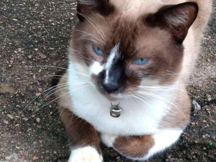 Gato raça Siamês idade 3 anos nome Billy