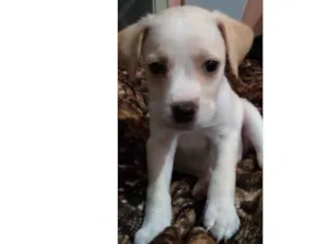 Cachorro raça Pitbull não puros  idade Abaixo de 2 meses nome Pits