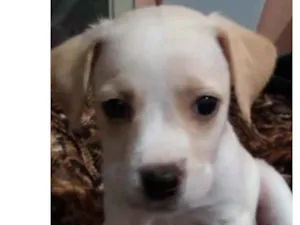 Cachorro raça Pitbull não puras idade Abaixo de 2 meses nome Pits
