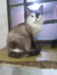 Bela