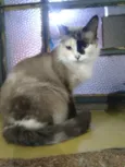 Bela