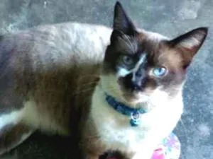 Gato raça Siamês idade 3 anos nome Billy