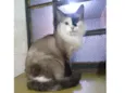 Bela