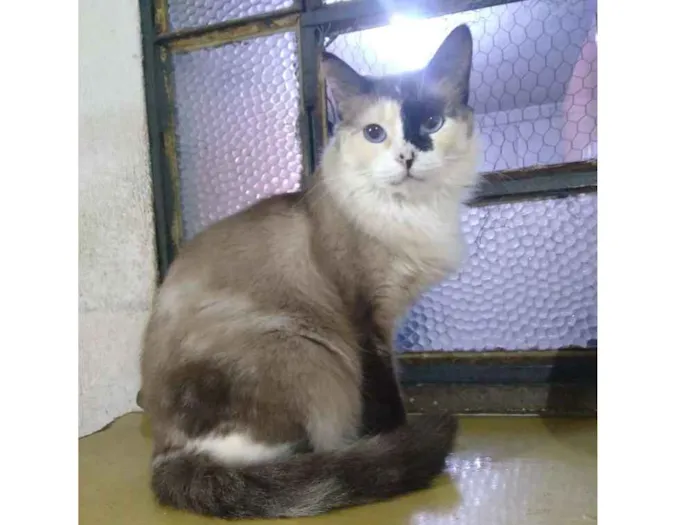 Gato ra a Srd idade 7 a 11 meses nome Bela