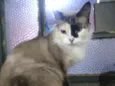 Bela