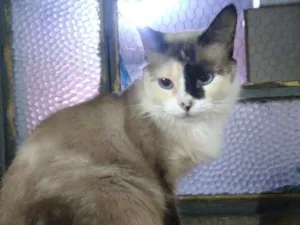 Gato raça Srd idade 7 a 11 meses nome Bela