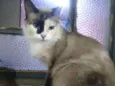 Bela