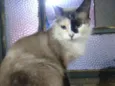 Bela