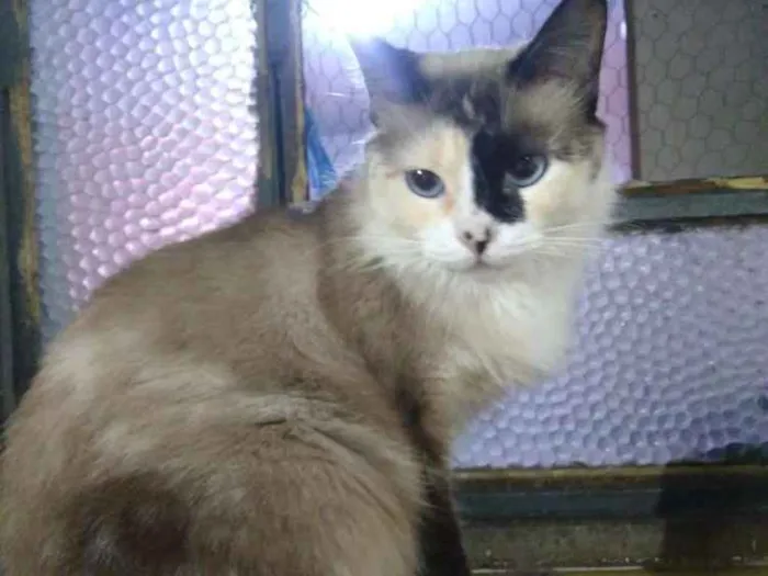 Gato ra a Srd idade 7 a 11 meses nome Bela