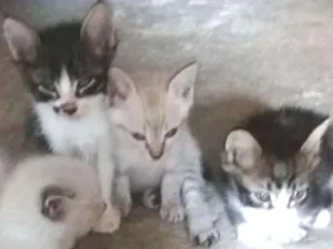 Gato raça Maltês idade Abaixo de 2 meses nome sem nome