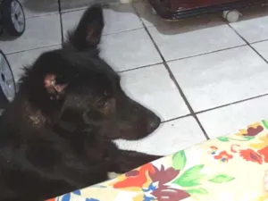 Cachorro raça Srd idade 1 ano nome Amora