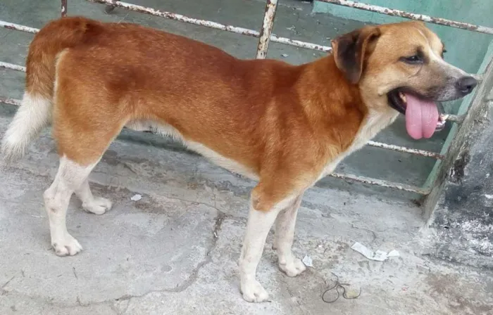 Cachorro ra a Viralata idade 1 ano nome Negoh