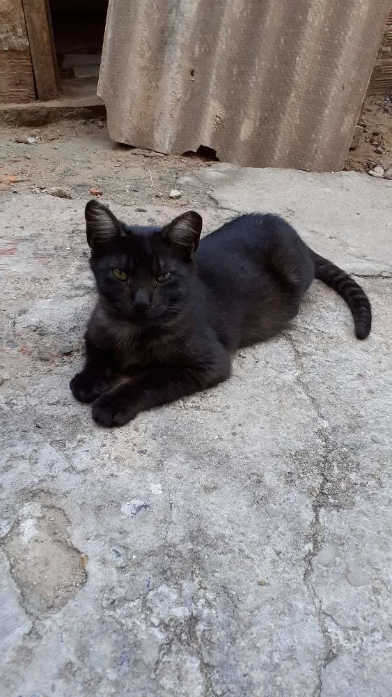 Cachorro ra a Gato preto idade 2 a 6 meses nome Menino