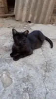 Menino