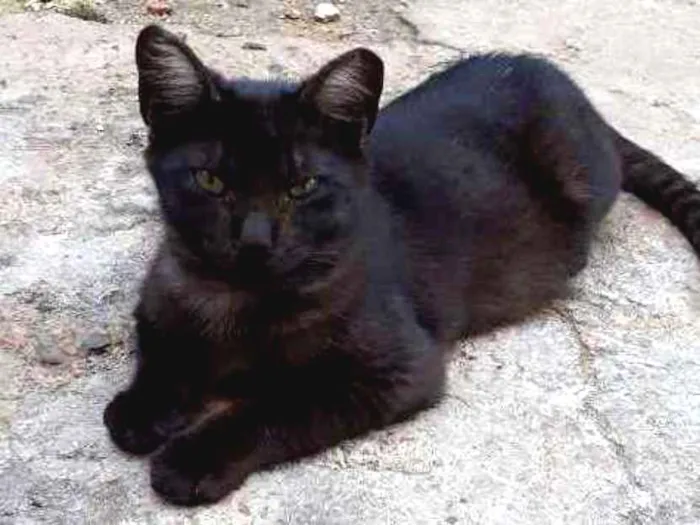Cachorro ra a Gato preto idade 2 a 6 meses nome Menino