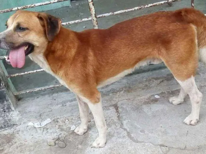 Cachorro ra a Viralata idade 1 ano nome Negoh