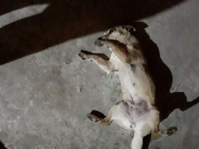 Cachorro ra a  idade 4 anos nome Cristal