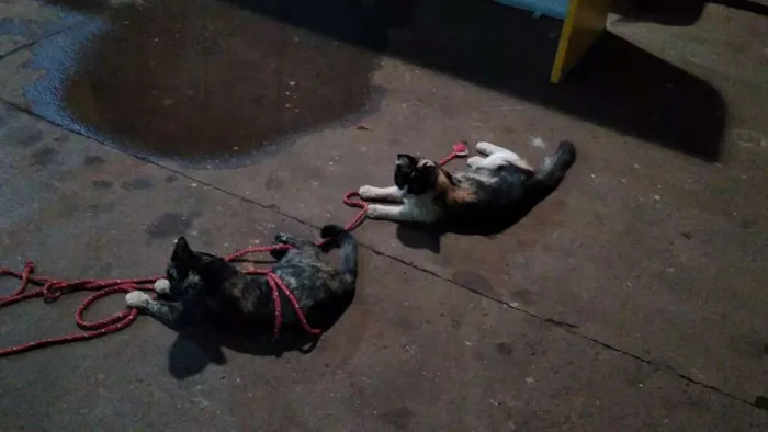 Gato ra a comum idade 2 a 6 meses nome não tem