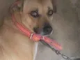 Mel