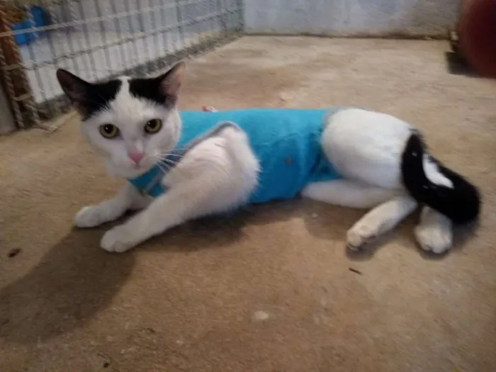 Gato ra a srd idade 1 ano nome à escolher