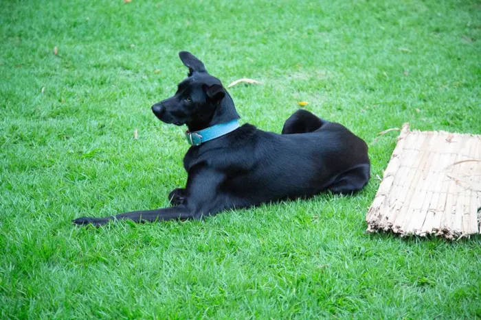 Cachorro ra a SRD idade 2 anos nome Filó