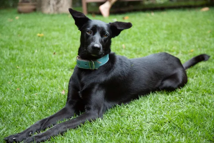 Cachorro ra a SRD idade 2 anos nome Filó