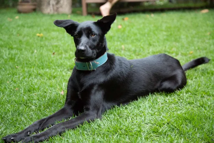 Cachorro ra a SRD idade 2 anos nome Filó