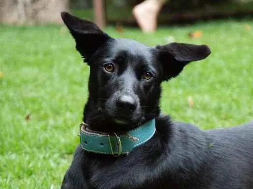 Cachorro ra a SRD idade 2 anos nome Filó