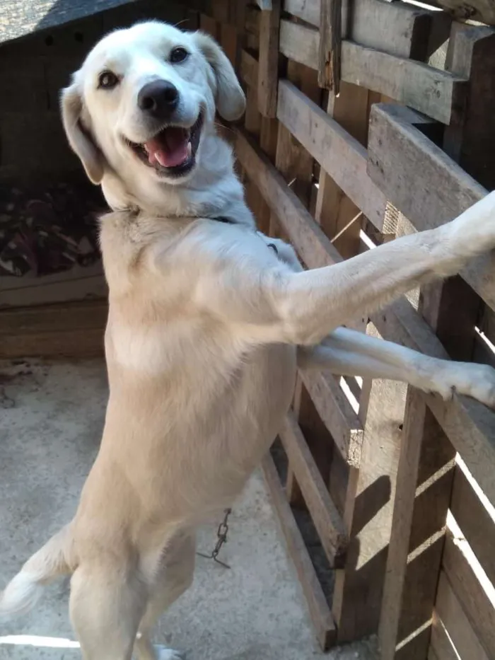Cachorro raça SRD idade 3 anos nome Flyka 