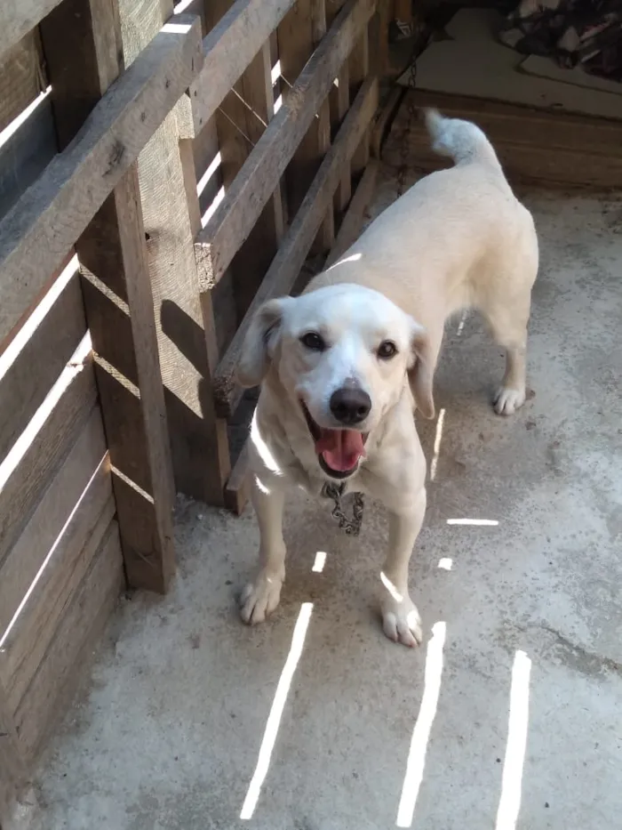 Cachorro raça SRD idade 3 anos nome Flyka 