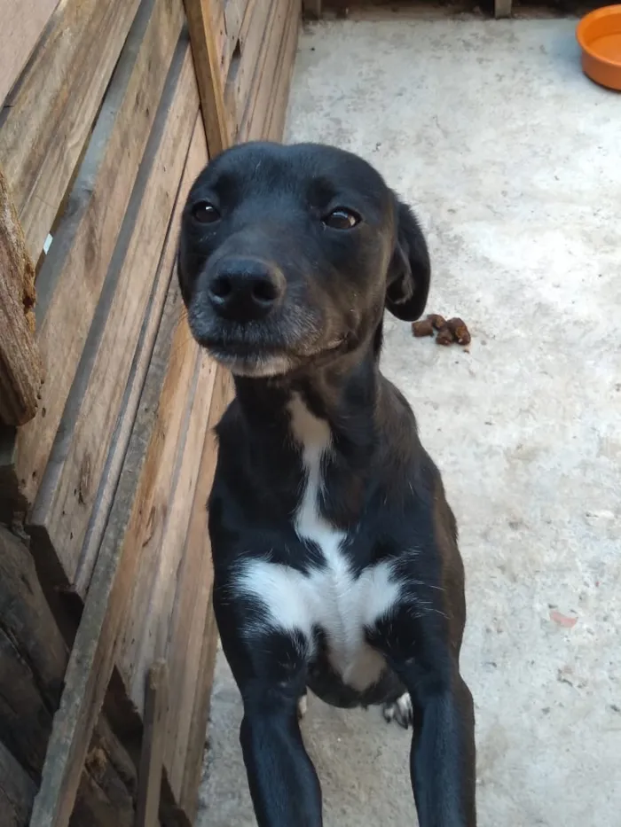 Cachorro raça SRD idade 3 anos nome Athenas